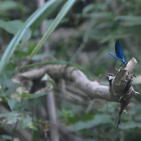 Penzion Maison Marie Louise Oregue