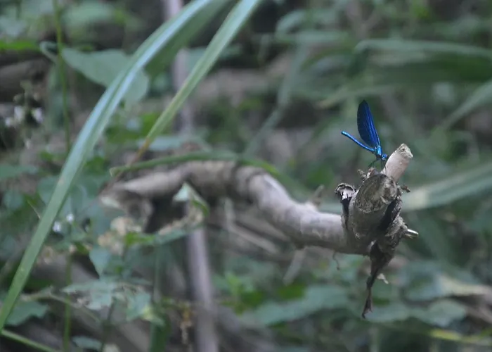 게스트하우스 Maison Marie Louise Oregue